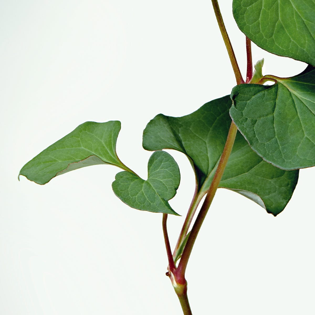 A high-resolution, minimalist close-up of a green plant stem with heart-shaped leaves against a solid white background.